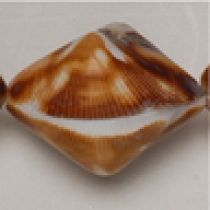 Brown cockle shell ,App. 16