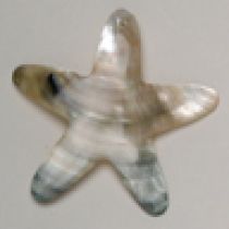 Black lip Starfish 55mm