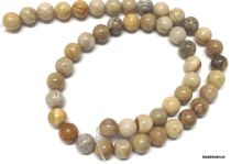 Fossil Coral Beads Round - 8 mm- 40 cms. Strand